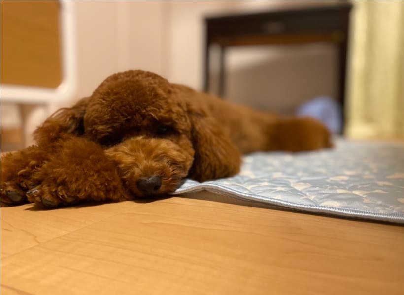 Experience 大好きな家族や友人だけでなくペットとも楽しめます。